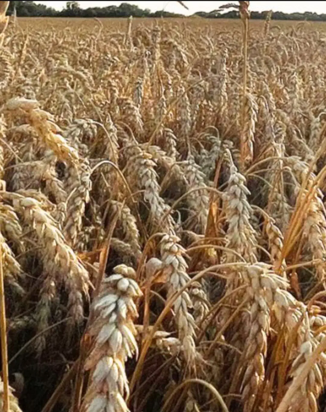 اجاره۷۰۰۰مترزمین کشاورزی آبی(غرقابی)|اجارهٔ دفتر صنعتی، کشاورزی، تجاری|باوله, |دیوار