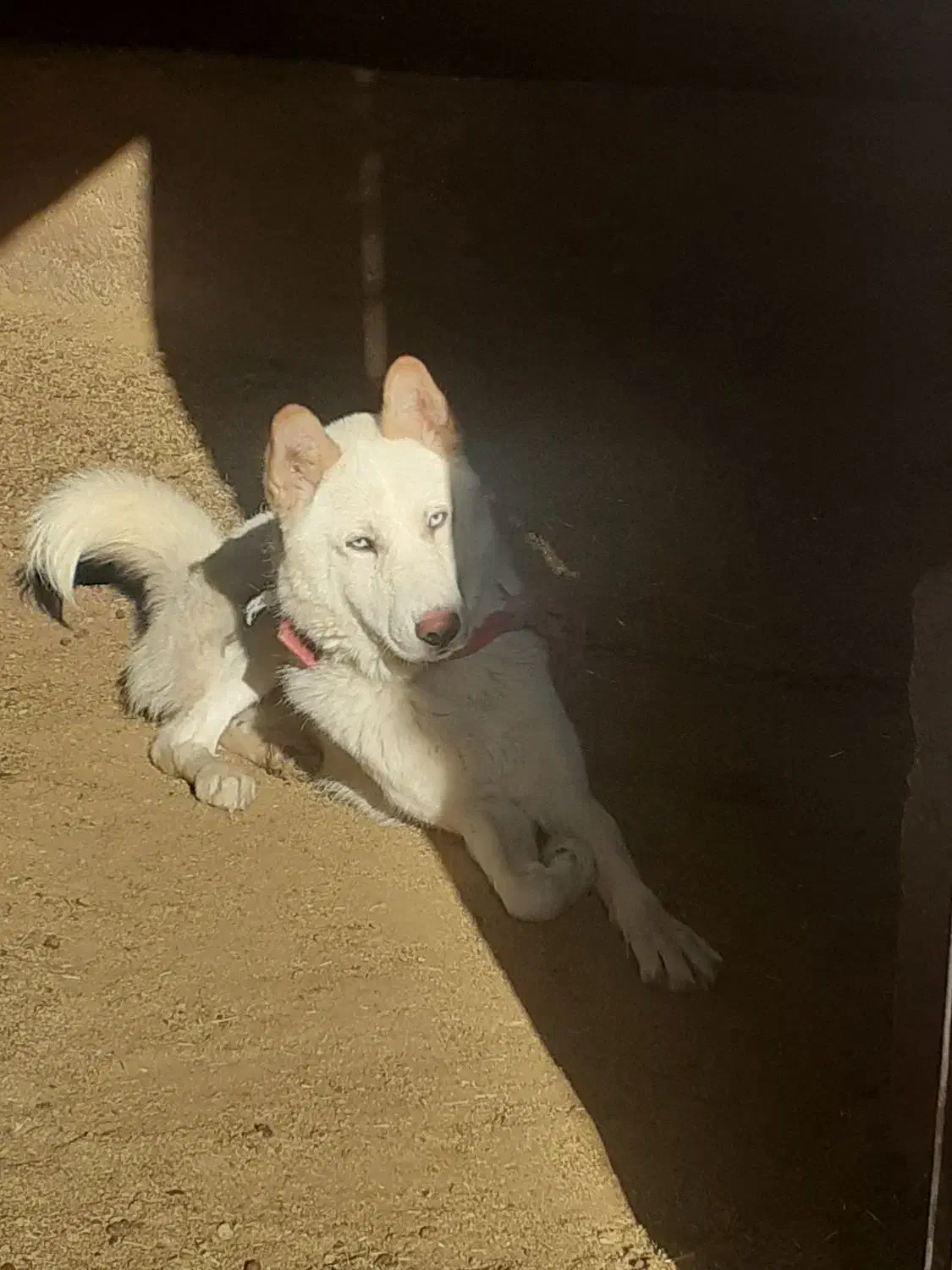 هاسکی سفید نر|سگ|رودهن, |دیوار