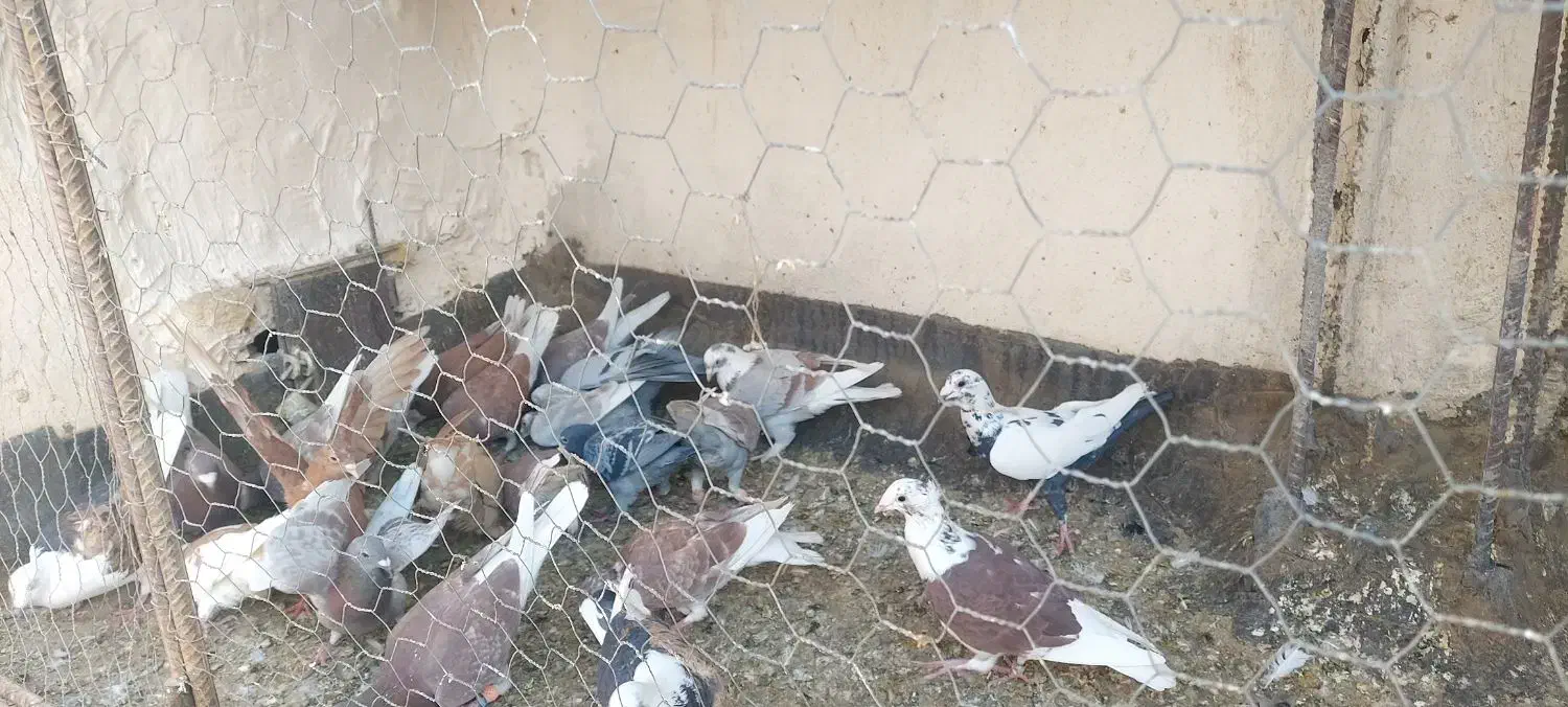 ۲۲ عدد پلاکی پرشی|پرنده|خواف, |دیوار