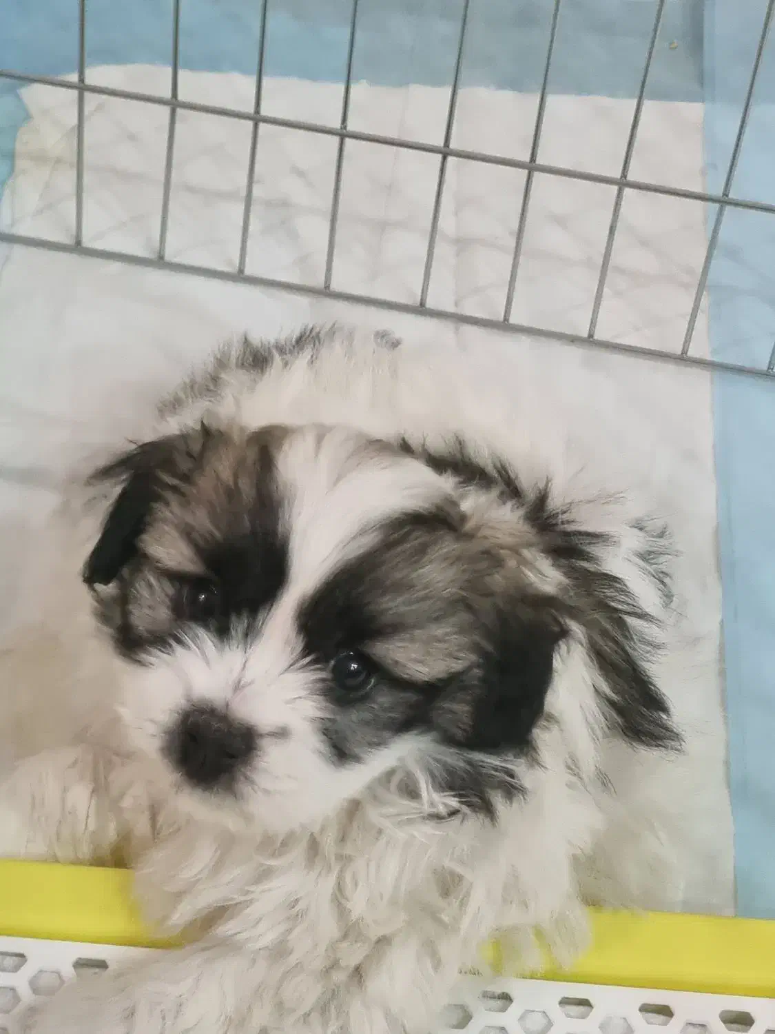 ۲ماهه شیتزو|سگ|تهران, افسریه شمالی|دیوار