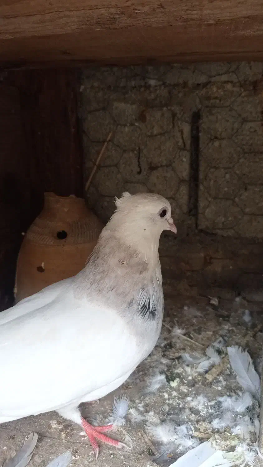 طوقی|پرنده|آبپخش, |دیوار