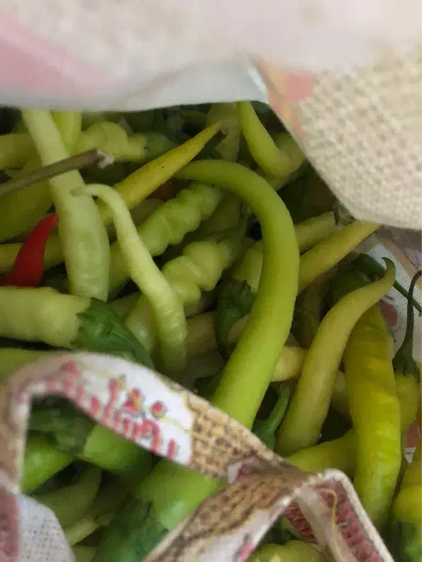 فلفل سبز تازه|خوردنی و آشامیدنی|مشکین‌دشت, |دیوار