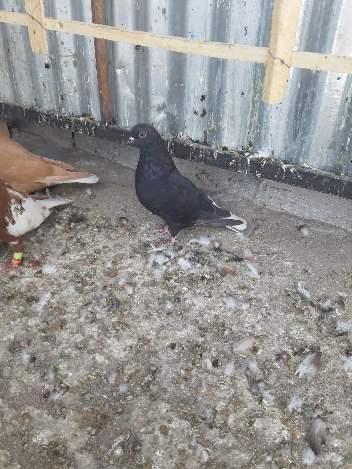 زاغ دمسفید|پرنده|تربت‌حیدریه, یحیی آباد|دیوار