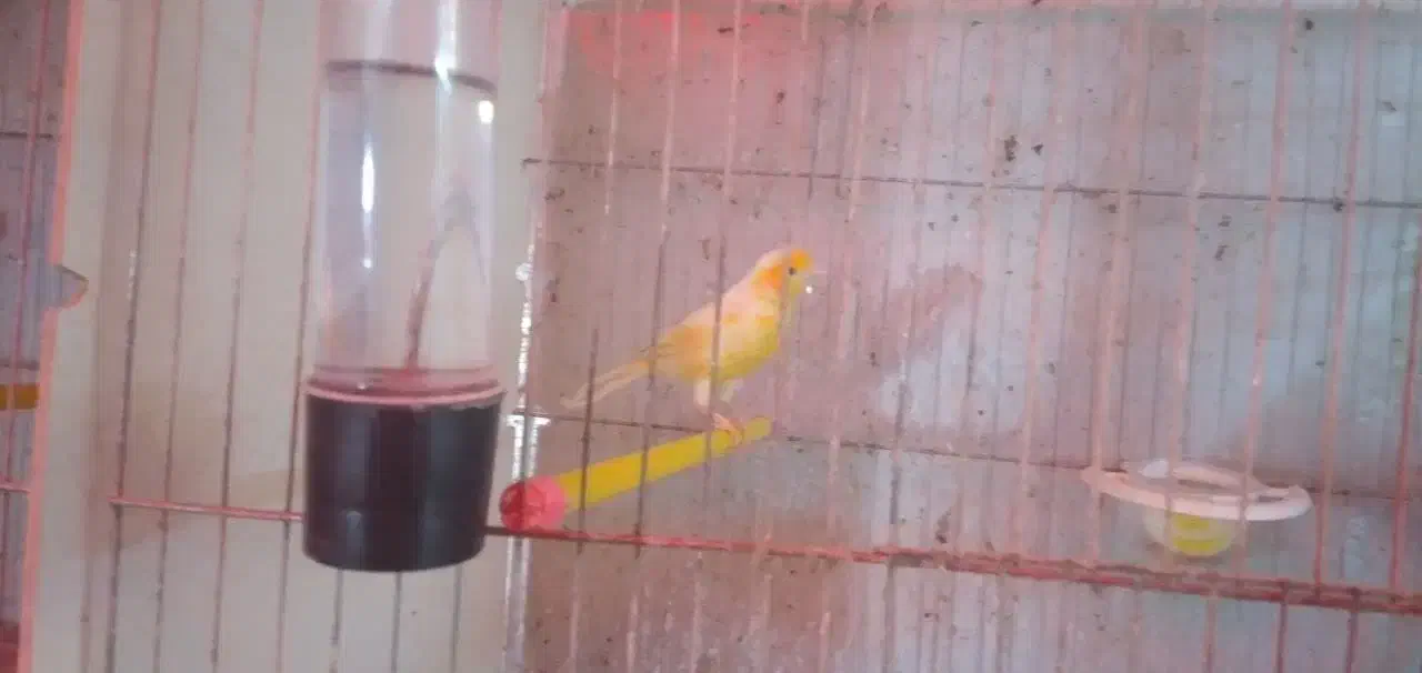 قناری|پرنده|شیروان (لرستان), |دیوار