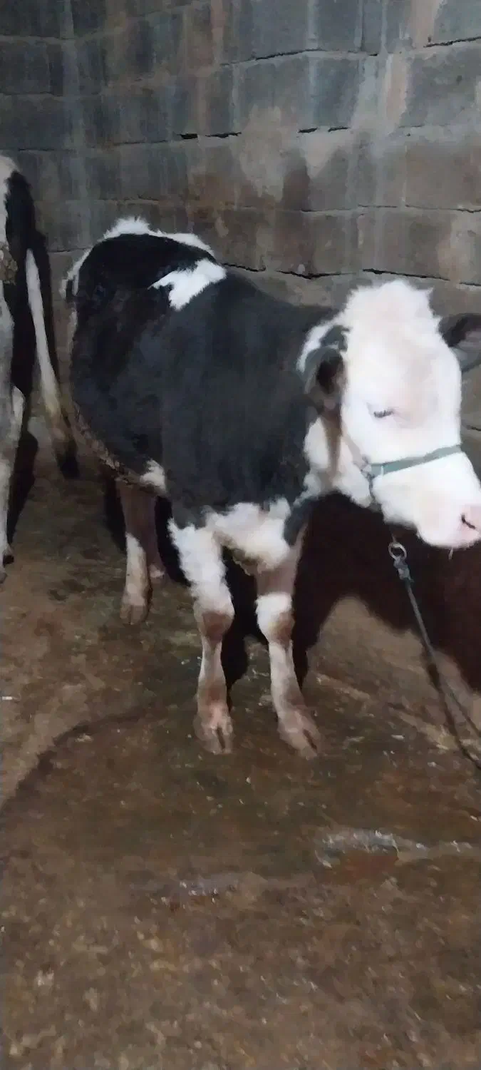 گوساله ماده سیمینتال|حیوانات مزرعه|بیلوار, |دیوار