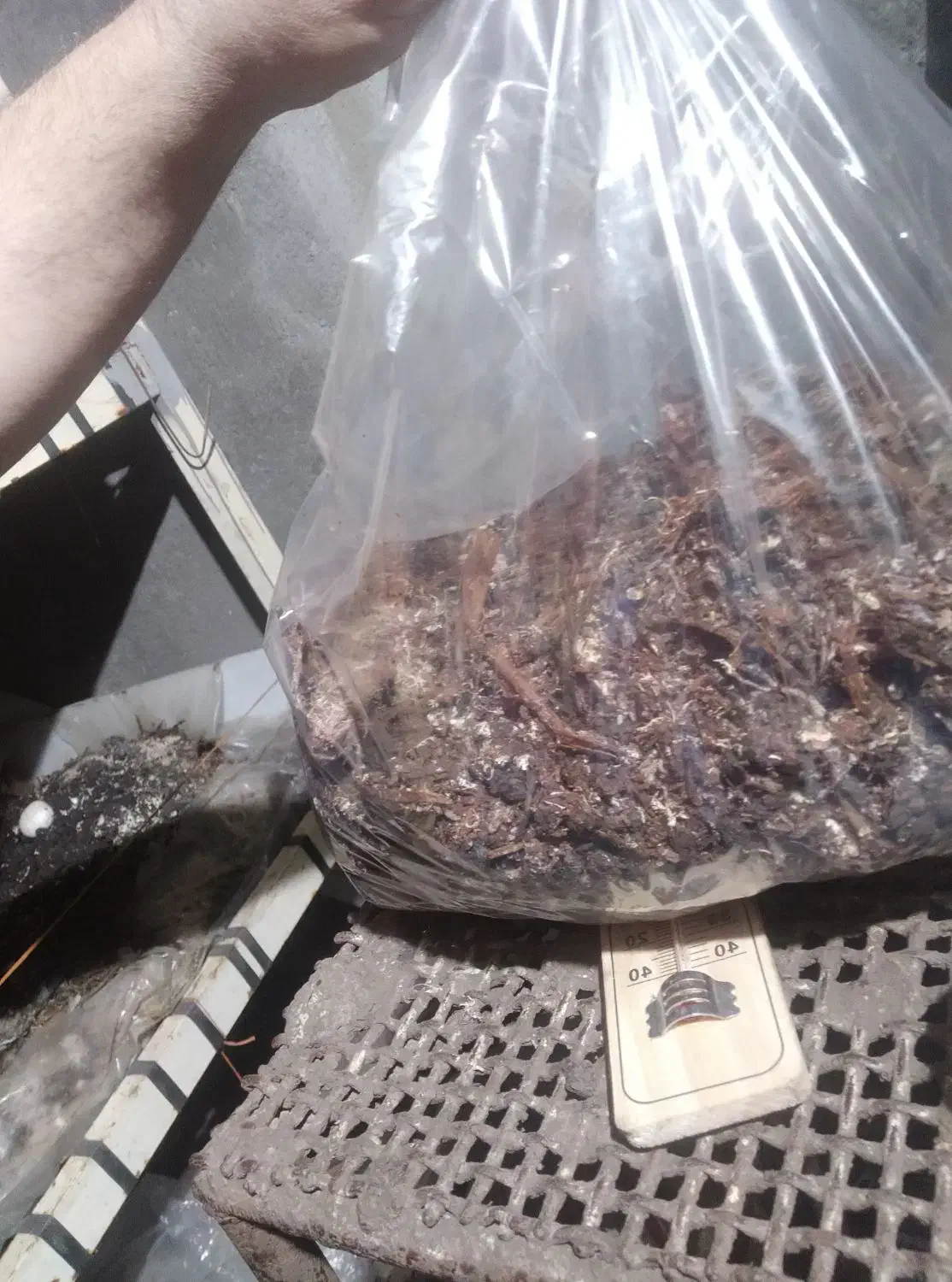 کود کمپوست قارچ|خدمات باغبانی و درختکاری|نیشابور, خط کاشمر|دیوار