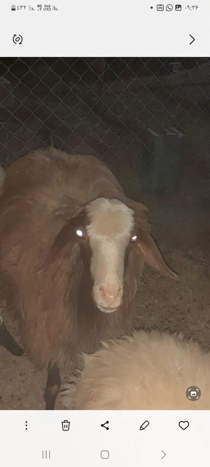 بره|حیوانات مزرعه|سیرجان, |دیوار