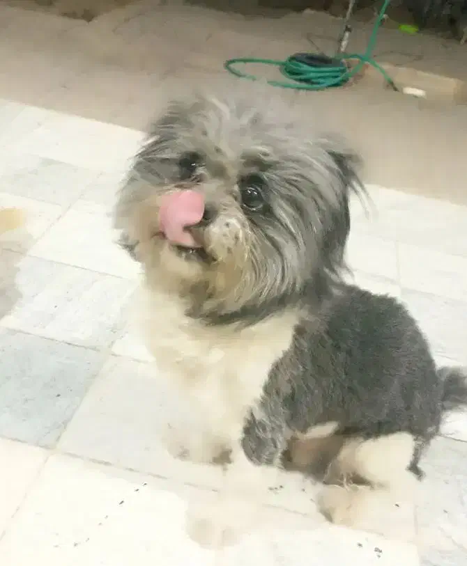 حیوان خانگی|سگ|شاهینشهر, شهرک سایت|دیوار