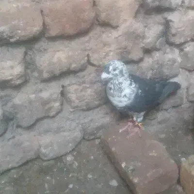 سوسکی بزک سینه سفیدعتیقه|پرنده|تربت‌حیدریه, کوی شهید احمدزاده ملکی|دیوار