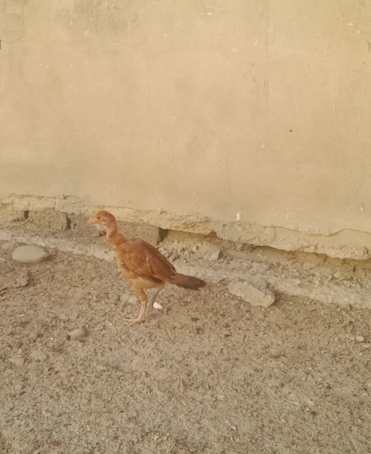 مرغ|حیوانات مزرعه|کنارک, |دیوار