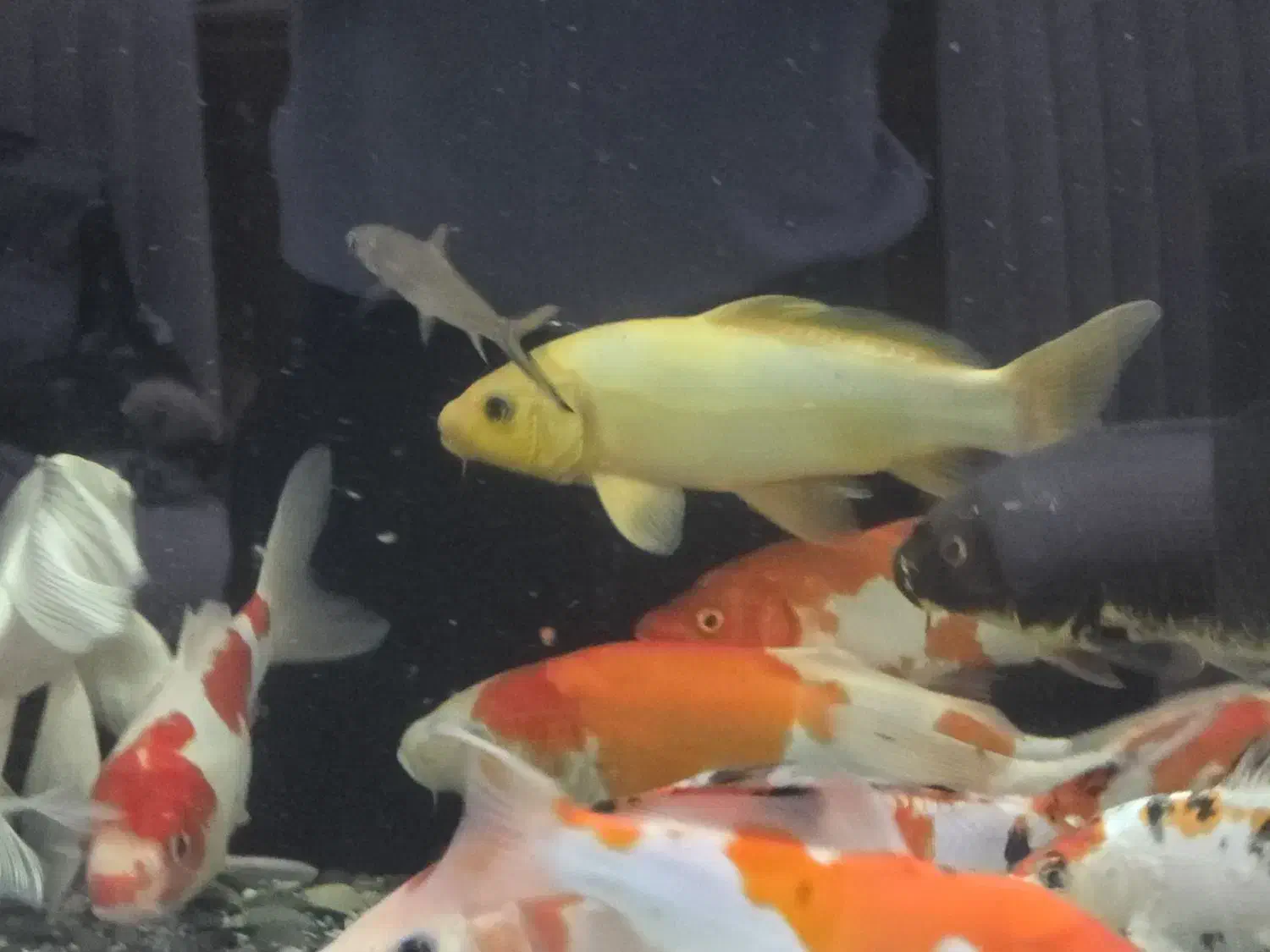 ماهی کوی|ماهی|شاهین‌شهر, اقبال لاهوری|دیوار