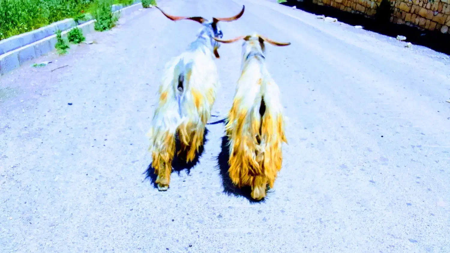 مخصوص کشتار|حیوانات مزرعه|الشتر, |دیوار