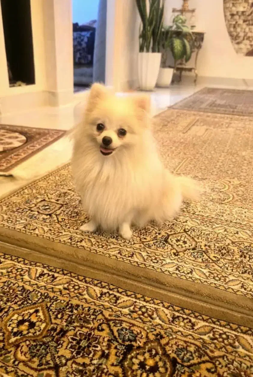 پامر عروسکی|سگ|خوی, |دیوار