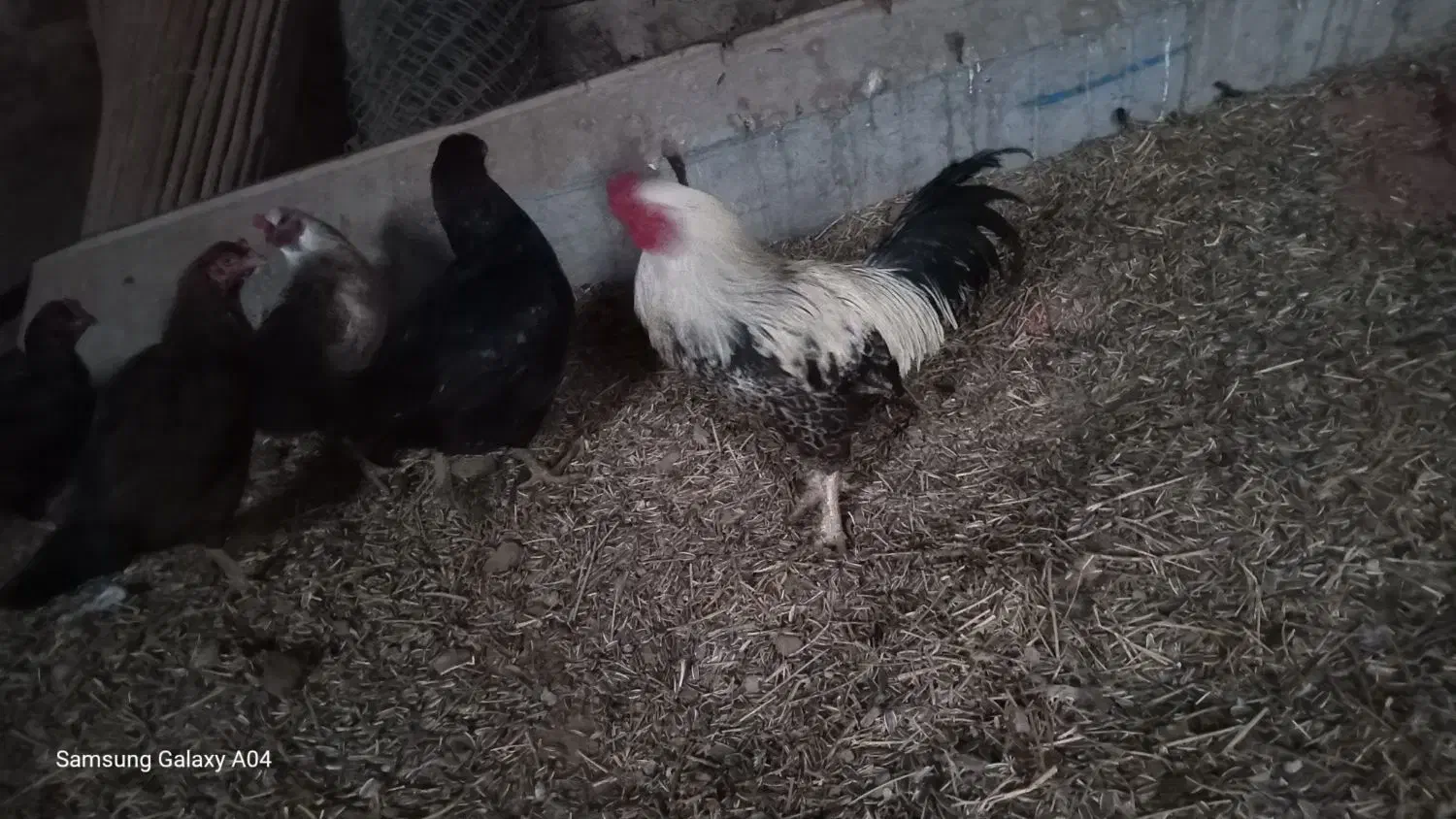 خروس|حیوانات مزرعه|حاجیلار, |دیوار