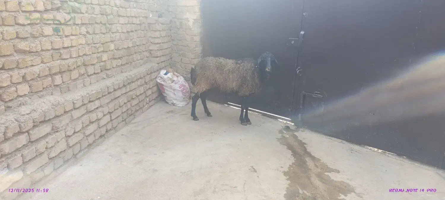 آبستن سر پستان جوان|حیوانات مزرعه|کرج, حسین آباد (اکبر آباد)|دیوار