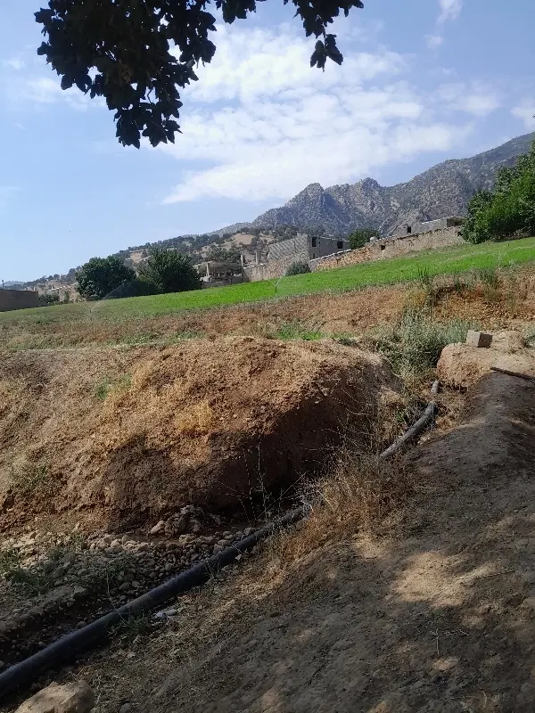 یونجه|خدمات باغبانی و درختکاری|پاتاوه, |دیوار