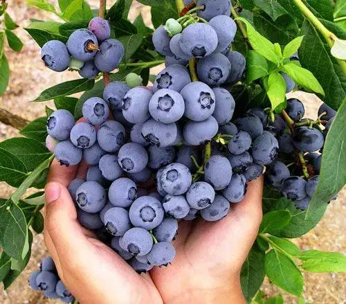 نهال بلوبری امرالد آمریکایی پربار و لوکس و پرسود|خدمات باغبانی و درختکاری|رشت, منظریه|دیوار