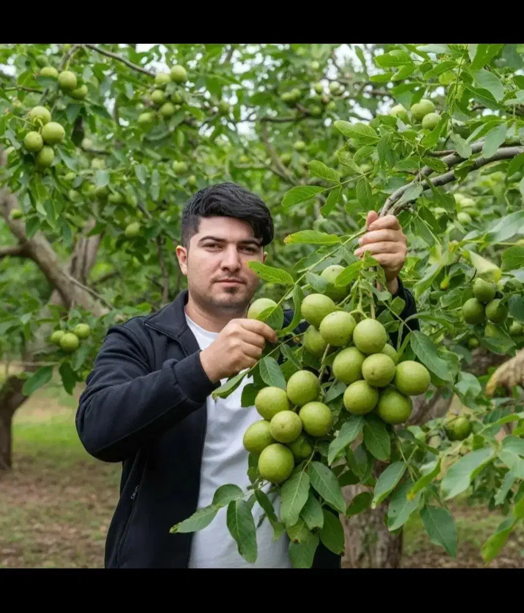 نهال اصلاح شده پیوندی بادام گردو و کل نهال|خدمات باغبانی و درختکاری|رفسنجان, |دیوار