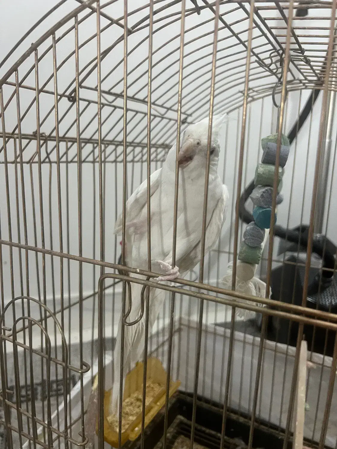 عروس هلندی سخنگو|پرنده|زاهدان, |دیوار