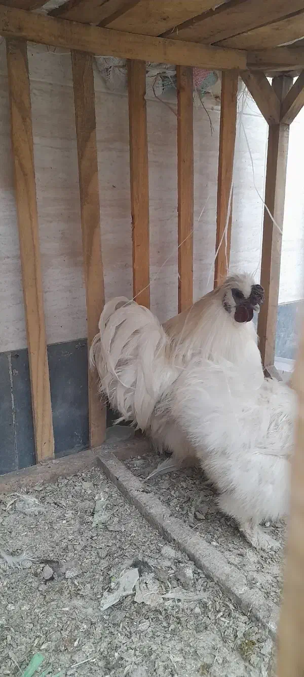 خروس ابریشمی|حیوانات مزرعه|خان ببین, |دیوار