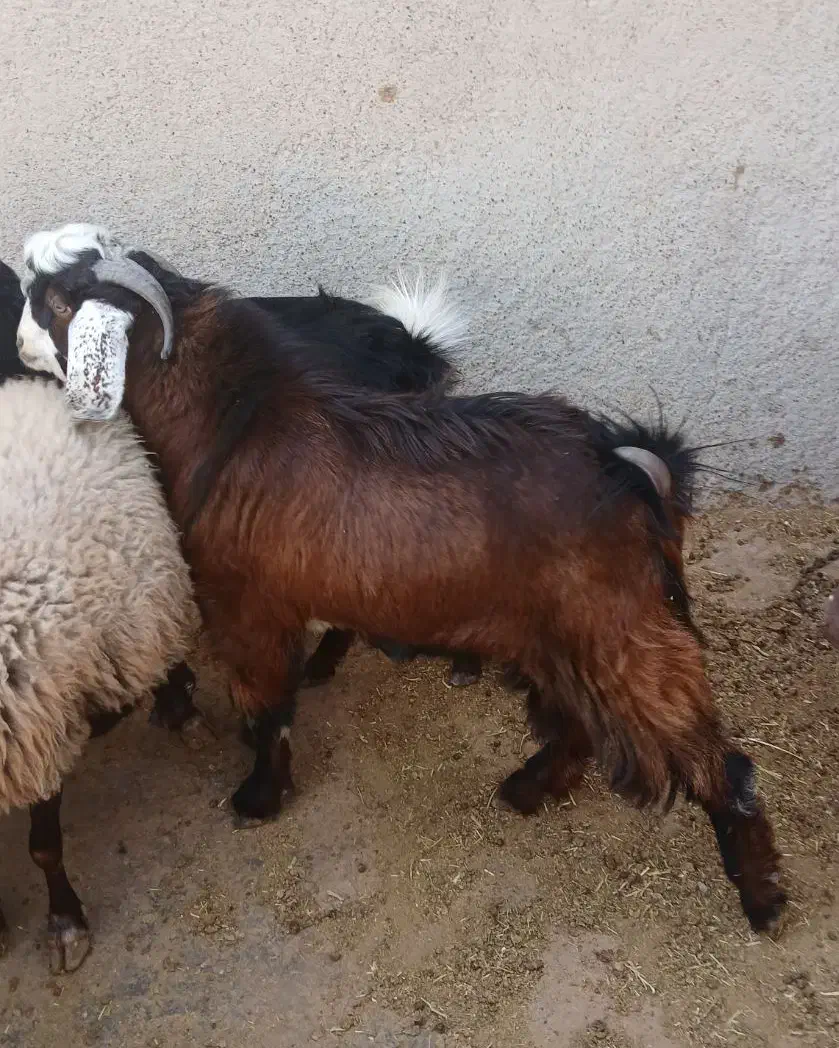 ۱ عدد نر بزه پاکستان|حیوانات مزرعه|ماهدشت, |دیوار