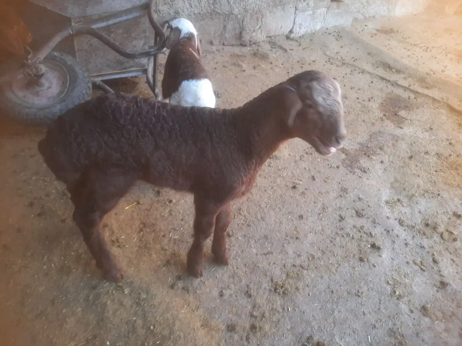 گوسفند میش بره|حیوانات مزرعه|بیستون, |دیوار