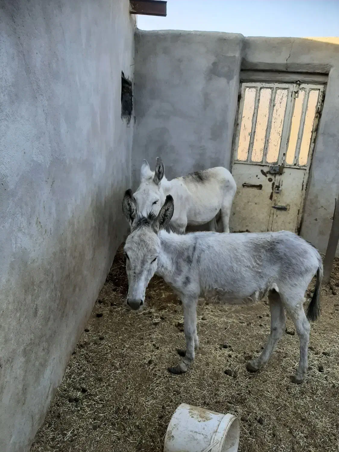 یک عدد خرگله ای جوان|حیوانات مزرعه|خمین, |دیوار