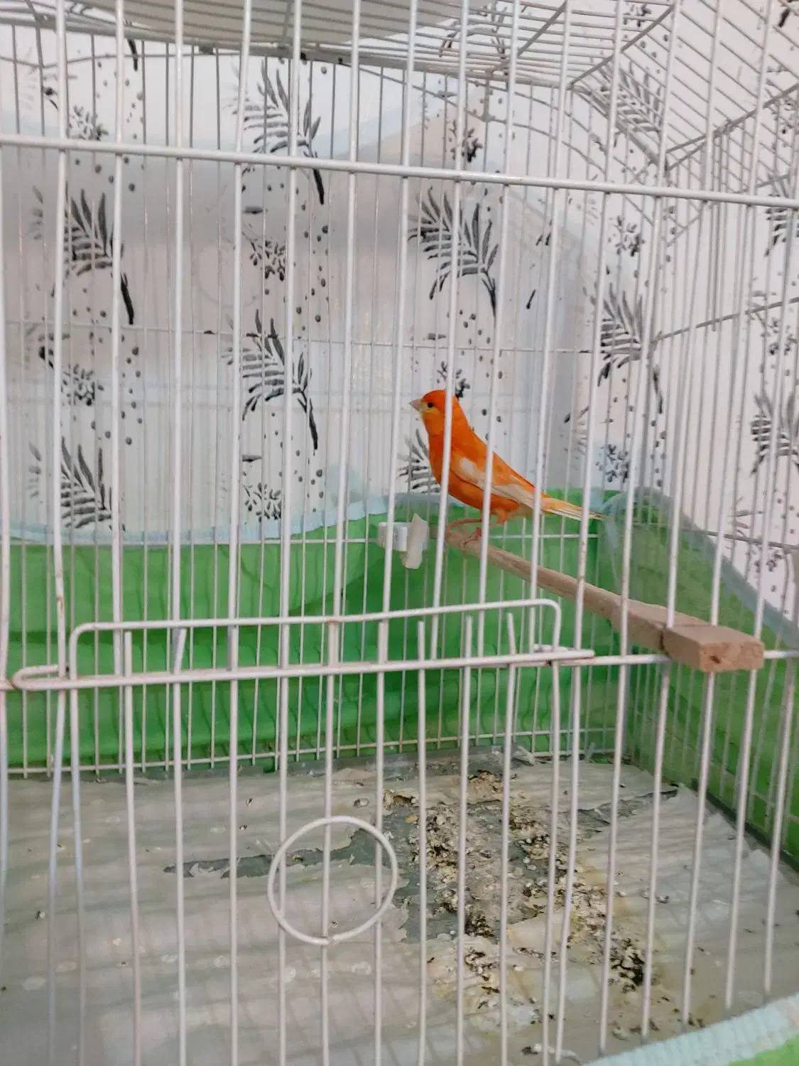 قناری|پرنده|سیرجان, |دیوار