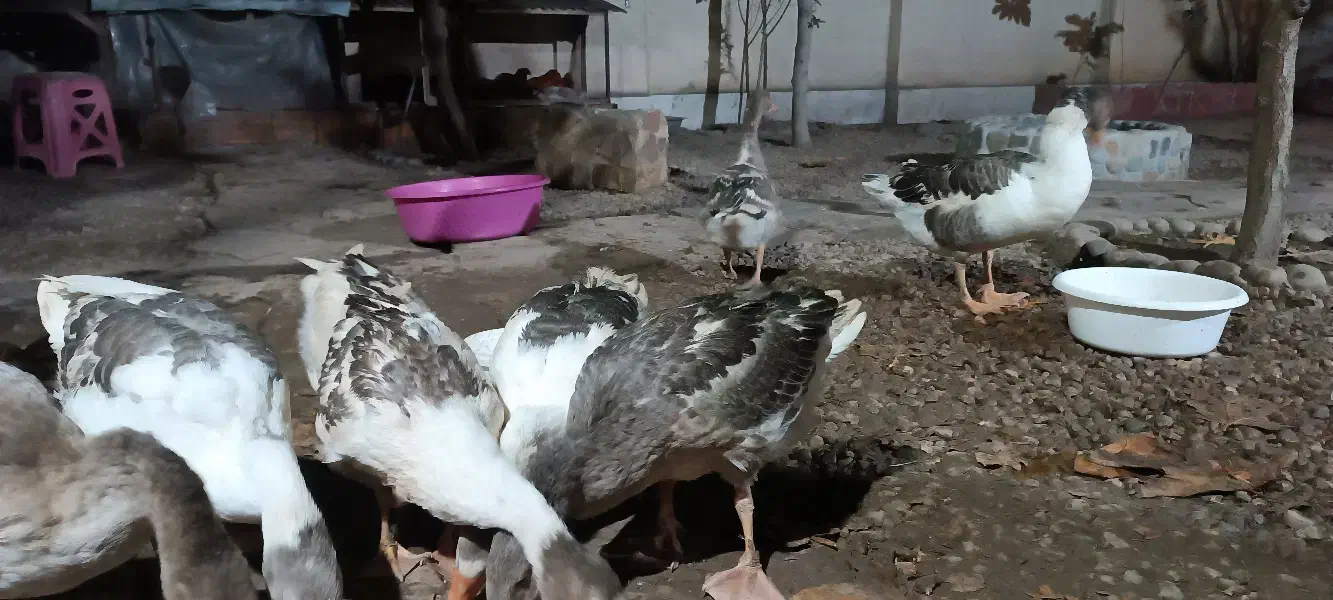 غاز  هشت ماهه|حیوانات مزرعه|ساری, |دیوار