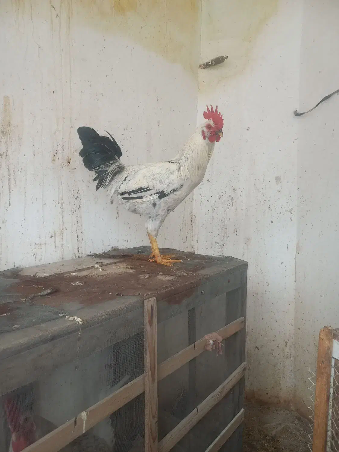 خروس محلی|حیوانات مزرعه|کرمانشاه, |دیوار