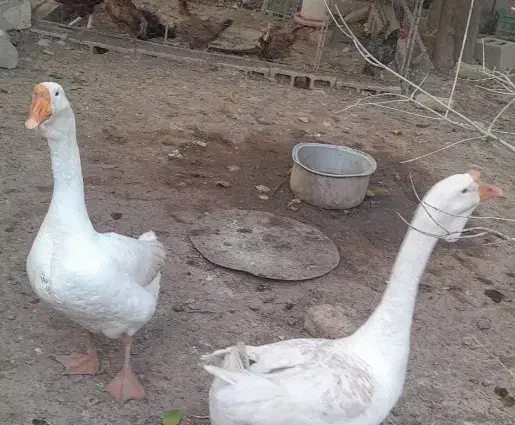 قو غاز|حیوانات مزرعه|انبارآلوم, |دیوار