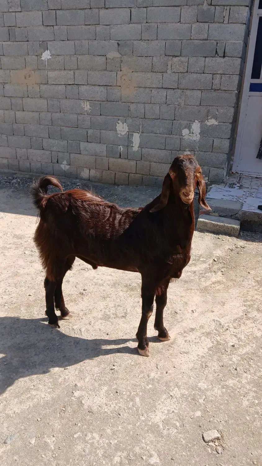 چپشت|حیوانات مزرعه|کهنوج, |دیوار