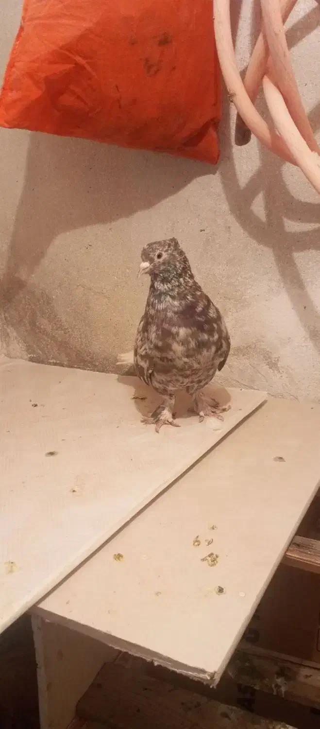 کفتر دم سفید|پرنده|شیروان (خراسان), |دیوار