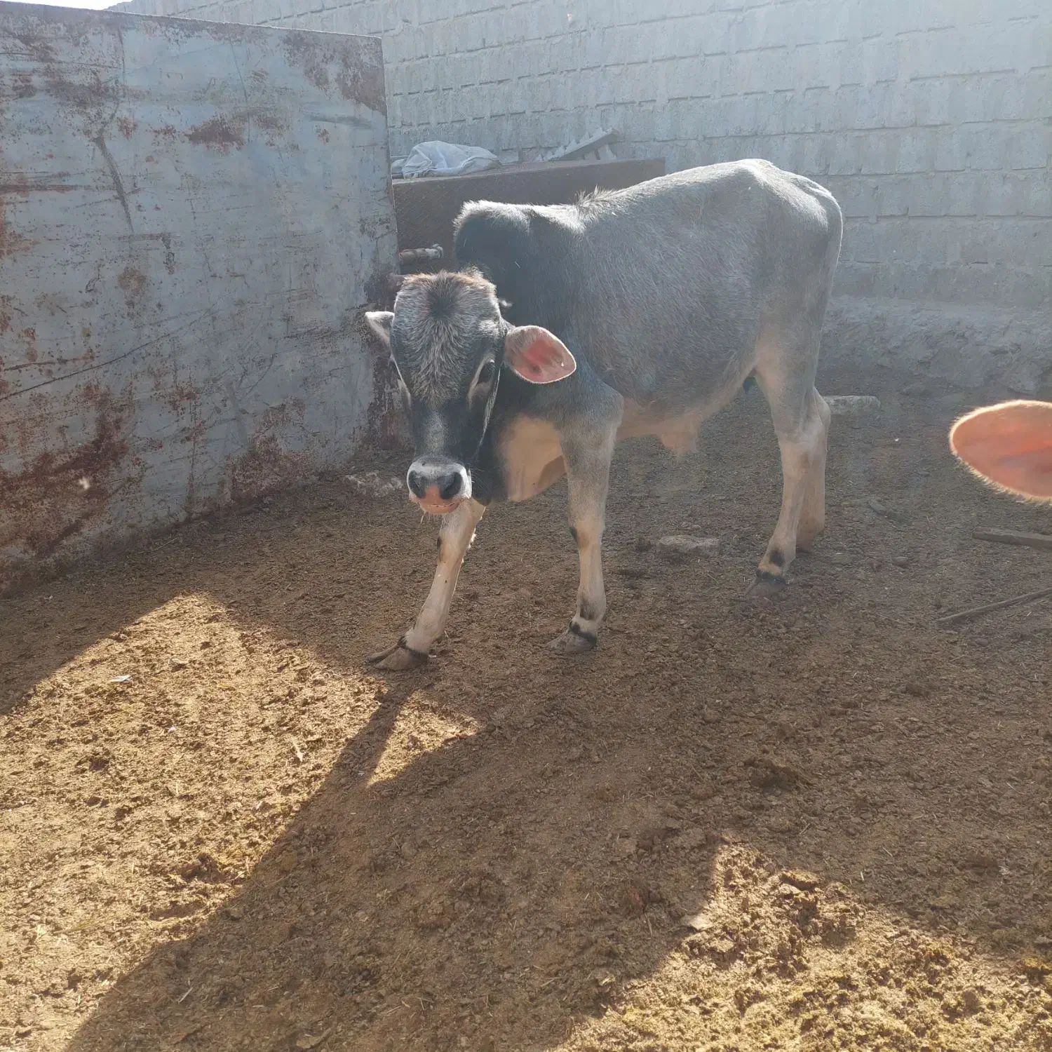 گاو نر|حیوانات مزرعه|قشم, |دیوار