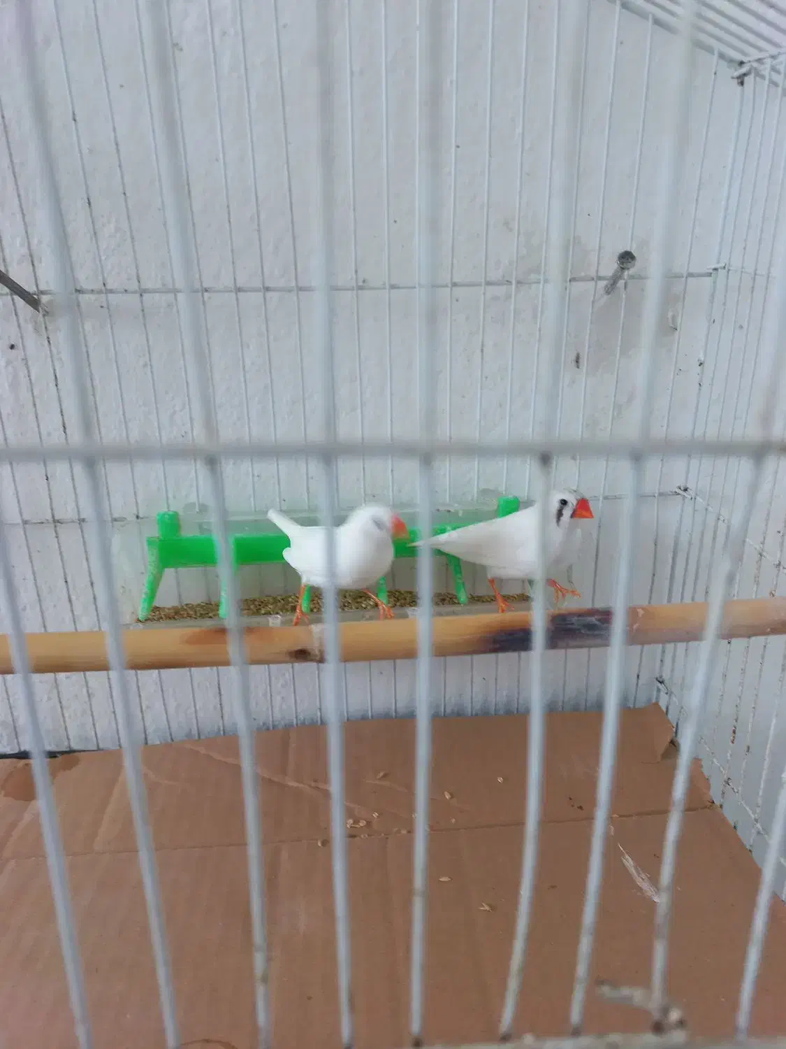 یک عدد فنچ سفید نژاد آلبینو|پرنده|بابلسر, |دیوار