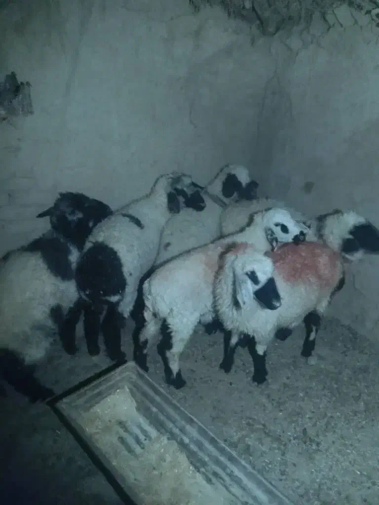 گوسفند|حیوانات مزرعه|زابل, |دیوار