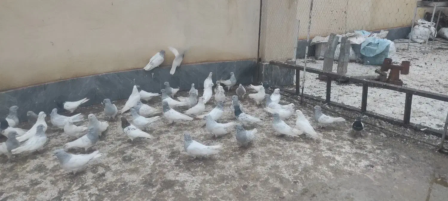 تعدادی کبوتر سالم و سرحال|پرنده|کشکسرای, |دیوار