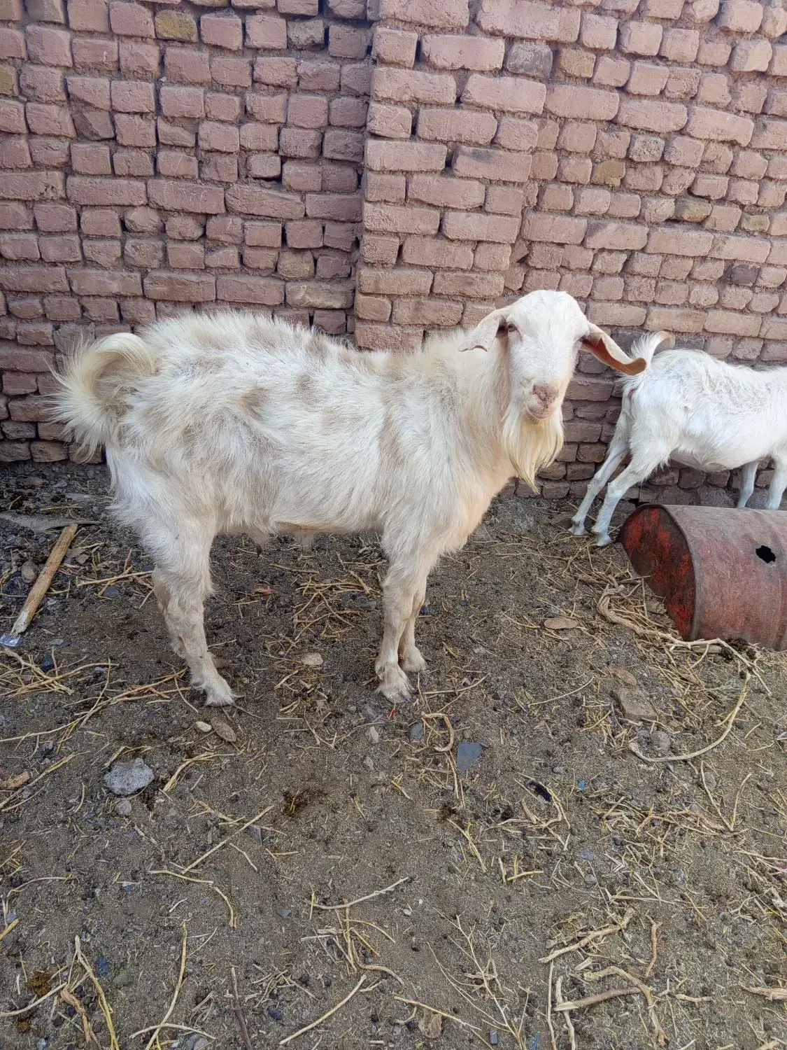 نربز وبزقاله وبز ابستن|حیوانات مزرعه|تربتحیدریه, آبشار|دیوار