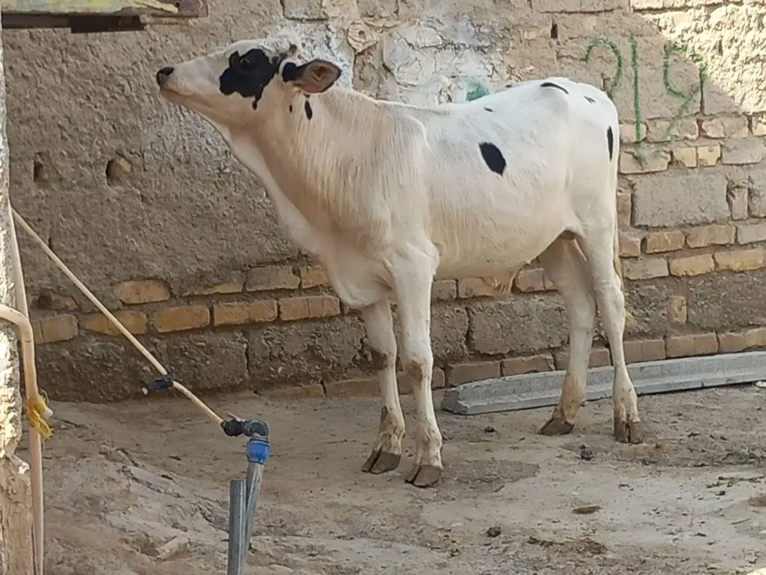 گوساله نر الشتاین کل اصل|حیوانات مزرعه|زابل, |دیوار