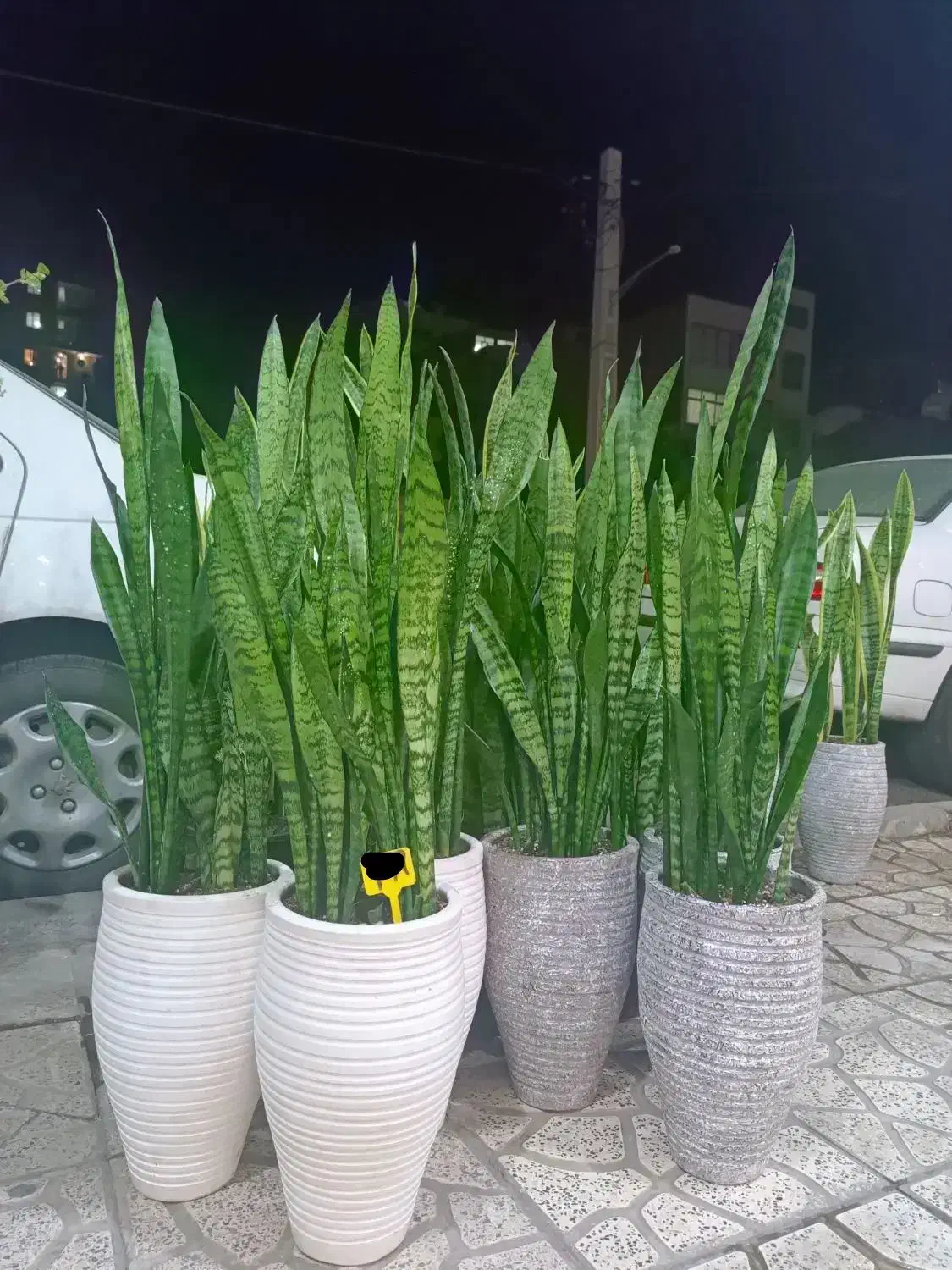 گل سانسوریا فقط تاآخر امشب|گل و گیاه طبیعی|کرج, گلشهر|دیوار