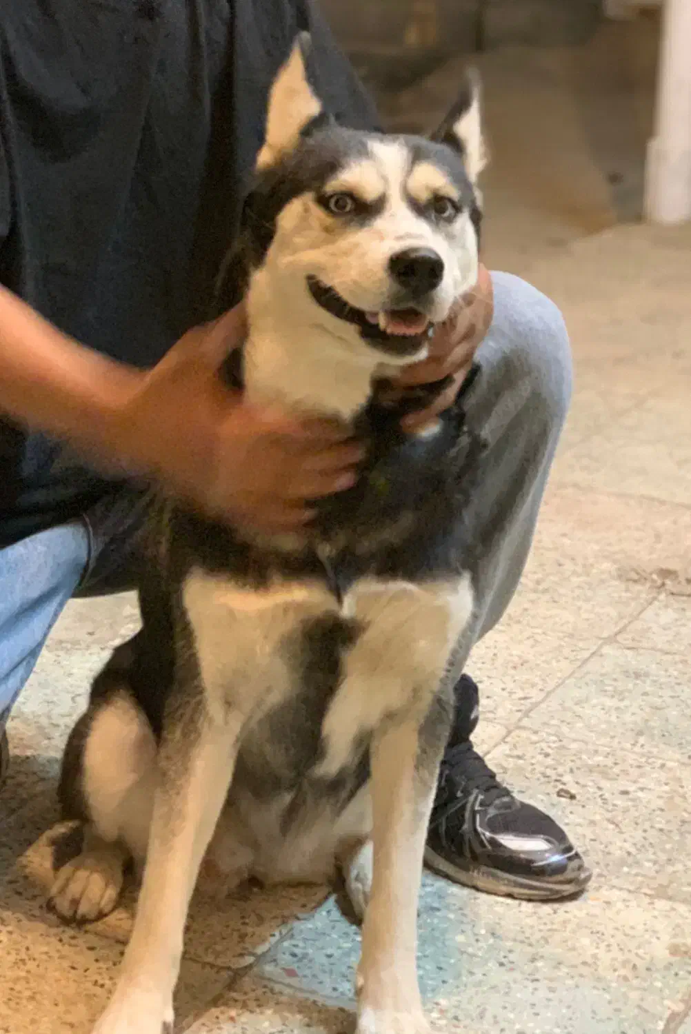 سگ هاسکی|سگ|گلپایگان, |دیوار