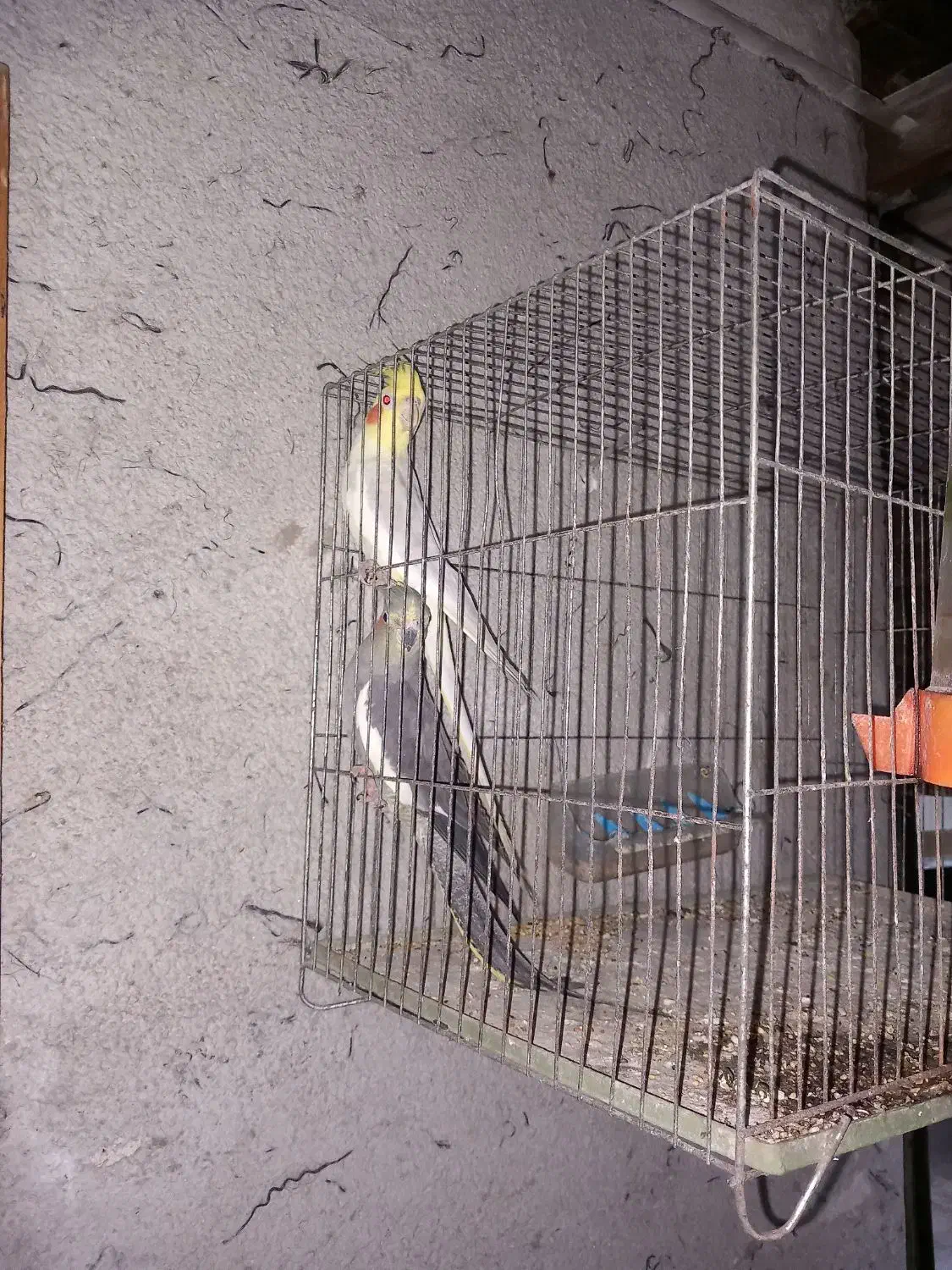 عروس هلندی نر ماده|پرنده|رشت, فرزانه|دیوار