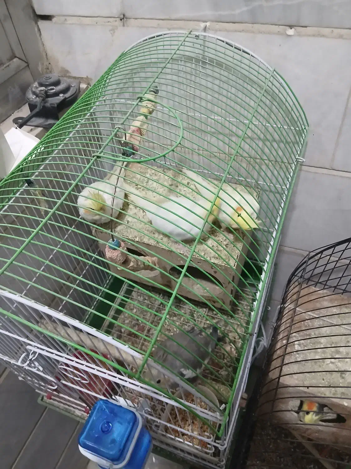 عروس هلندی نر سخنگو|پرنده|ری, فیروزآبادی|دیوار