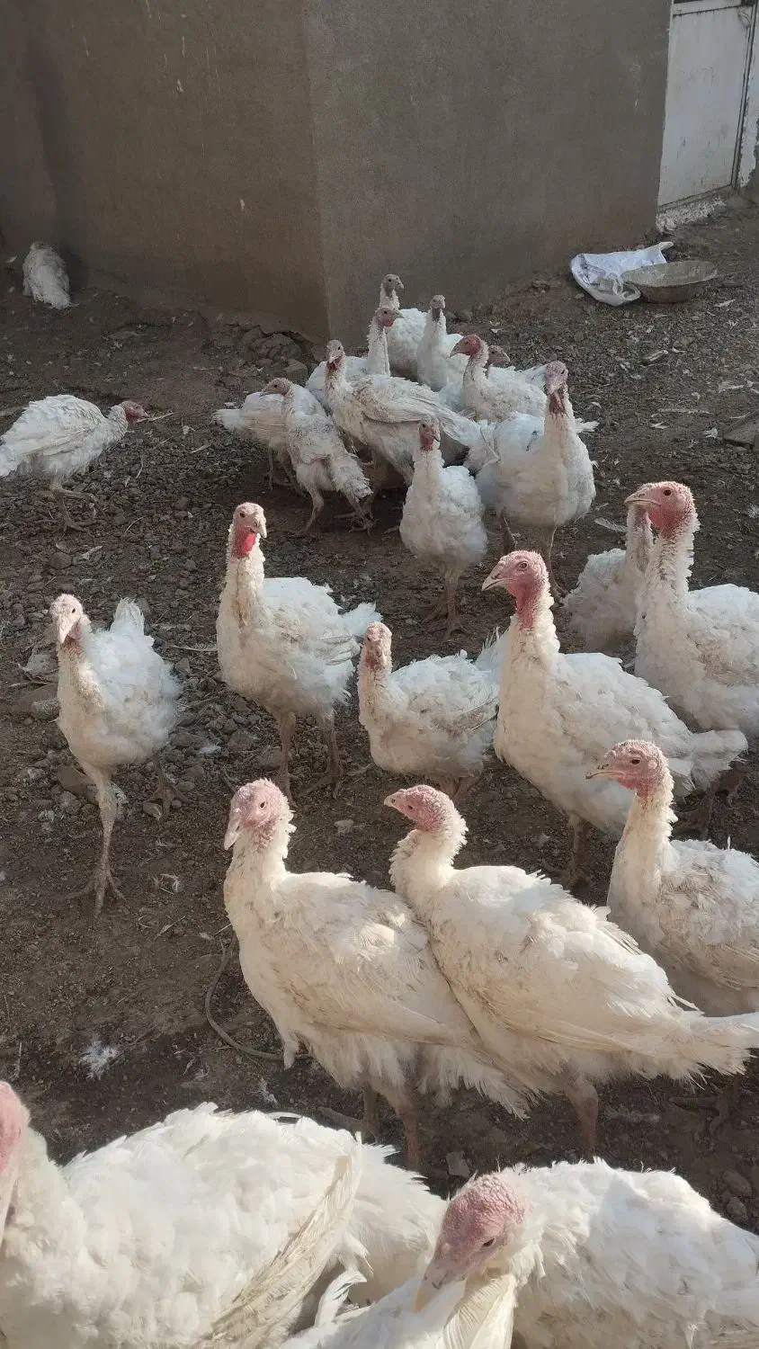 بوقلمون بیوتی|حیوانات مزرعه|پیرانشهر, |دیوار