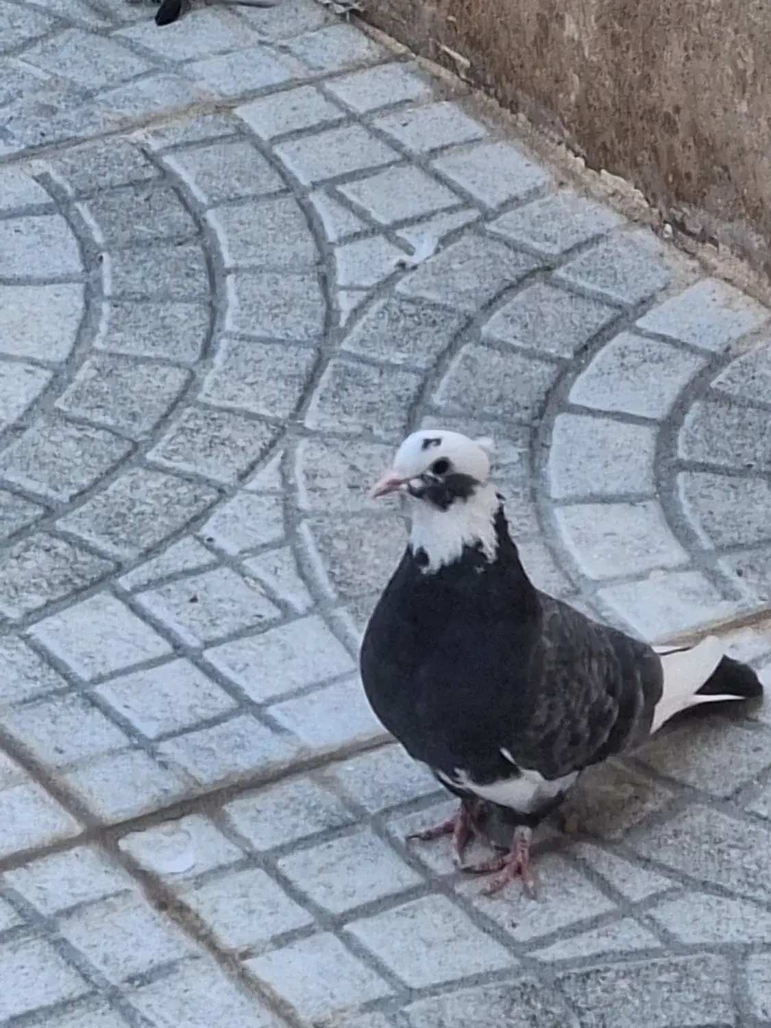 ماده کفتر عالی|پرنده|گرمسار, |دیوار