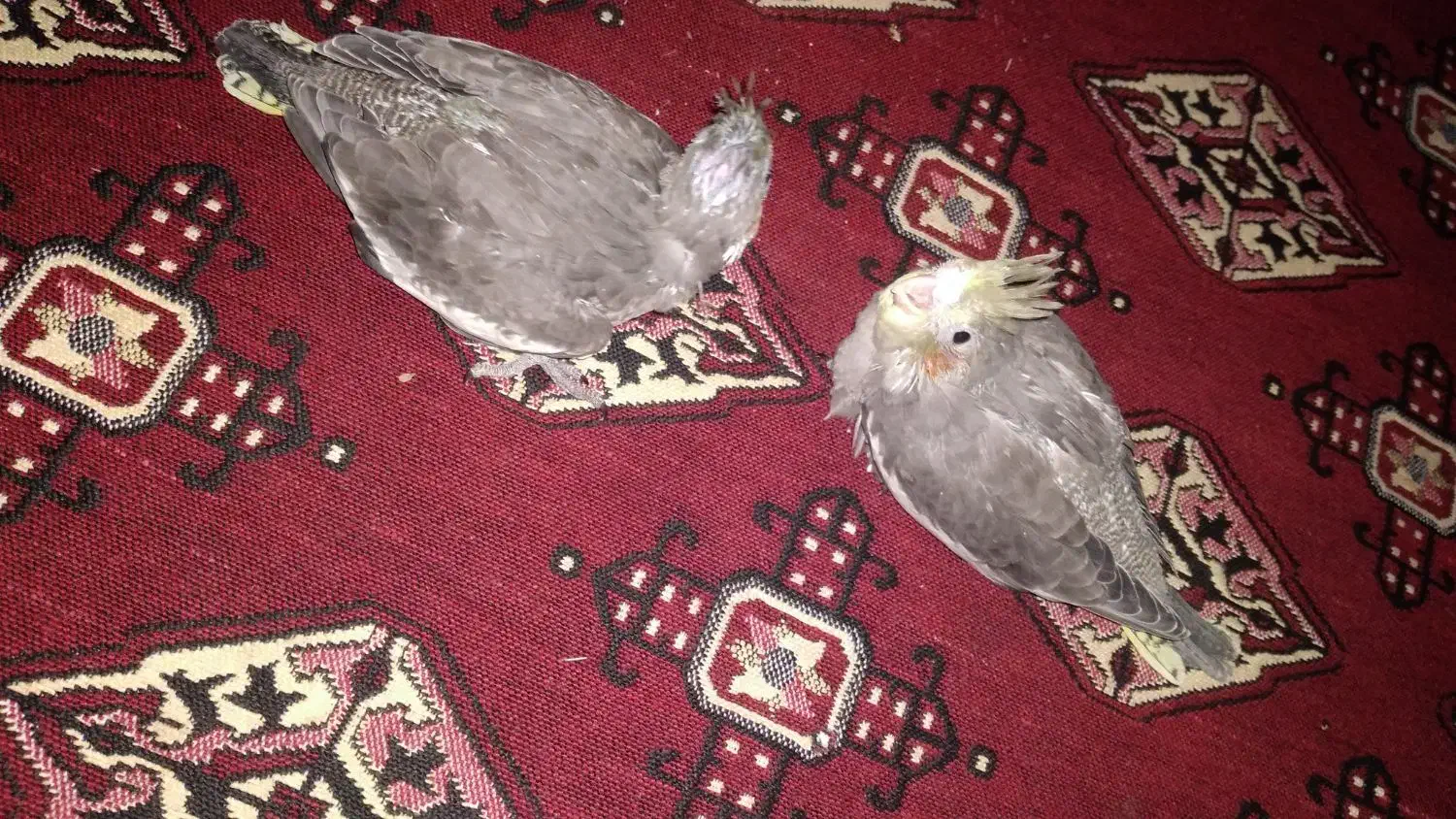 عروس هلندی|پرنده|پاکدشت, پاکدشت (مامازند)|دیوار