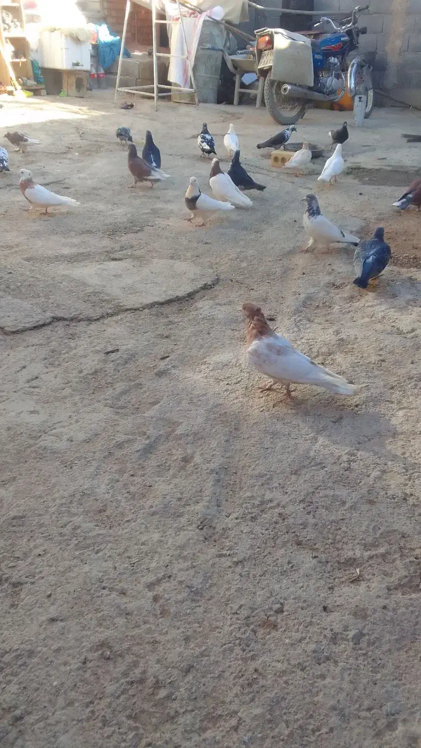 کبوتر|پرنده|اقلید, |دیوار