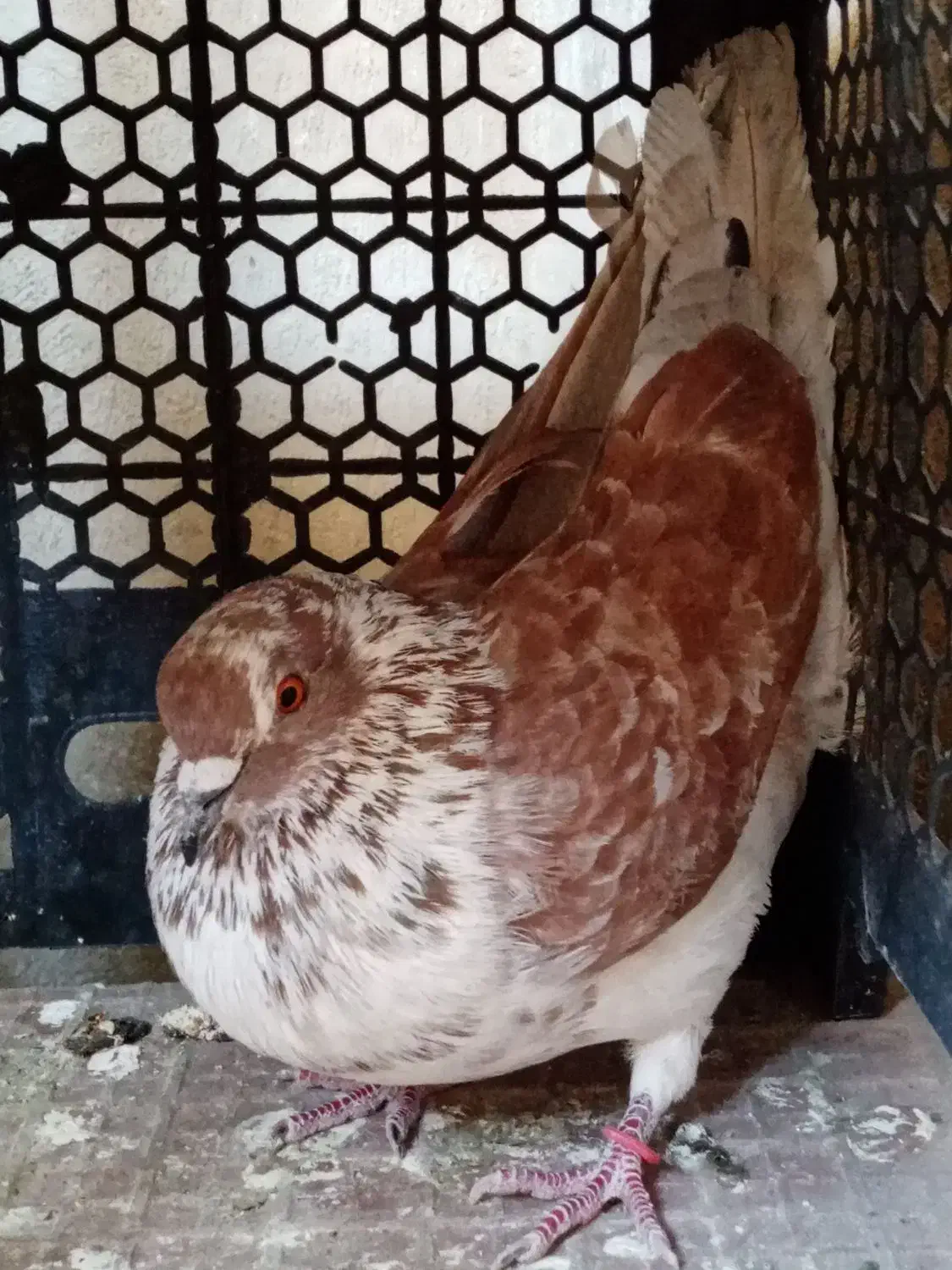 گرفته|حیوانات|کرمانشاه, |دیوار