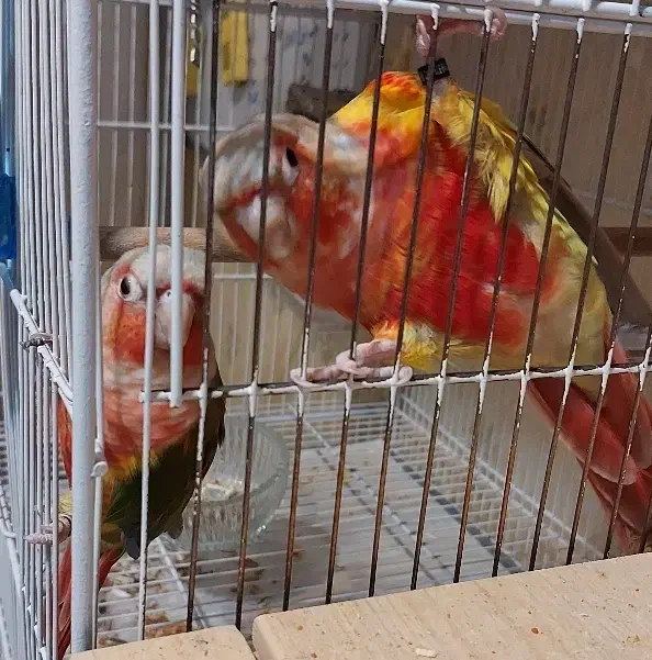 جفت گرینچیک آناناسی دبل رد اکستریم نر و ماده بالغ|پرنده|مشهد, سعد آباد|دیوار