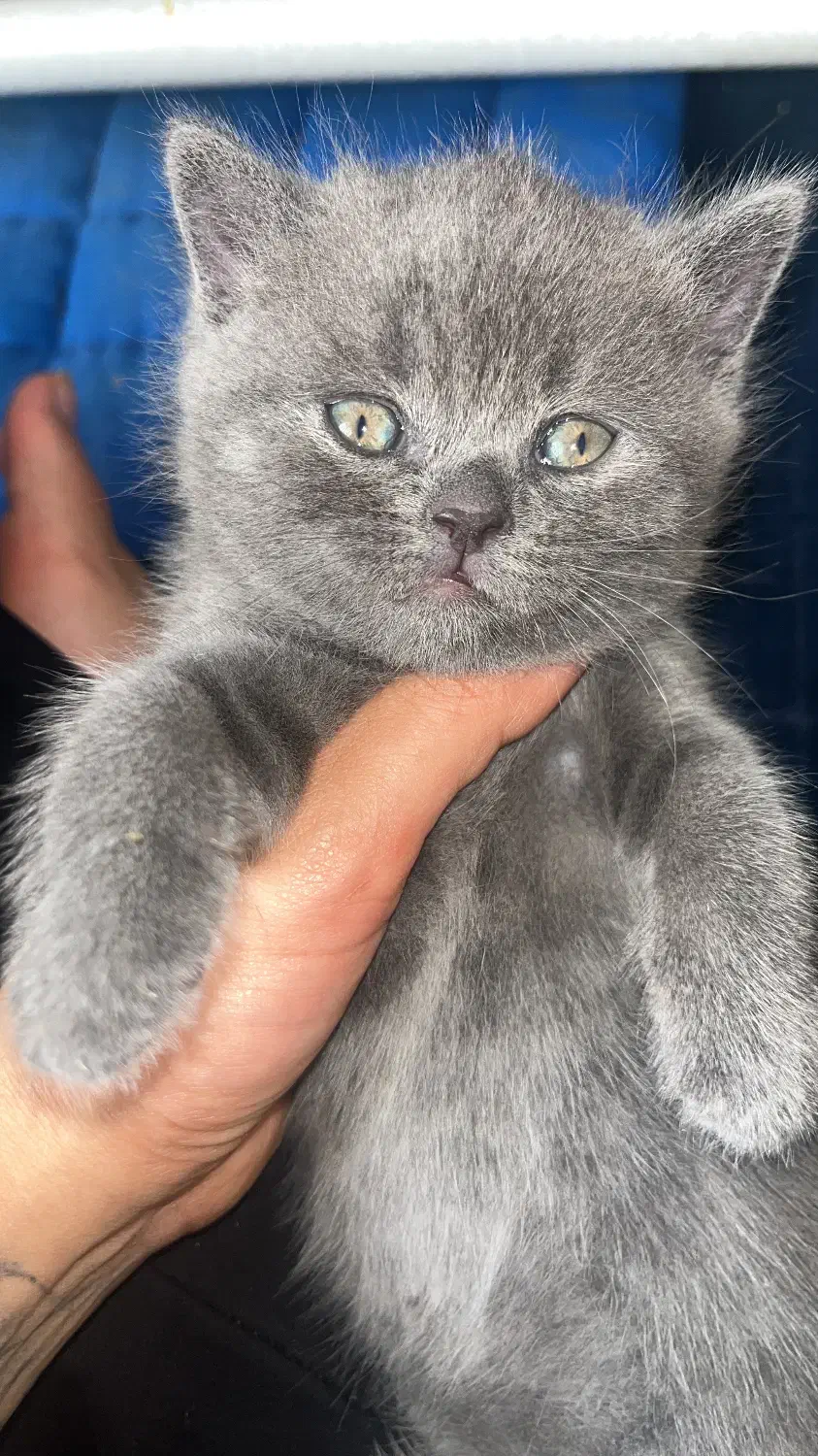 گربه اصیل اسکاتیش فولد بریتیش بلو|گربه|شیراز, جانبازان|دیوار